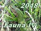 fauna 4